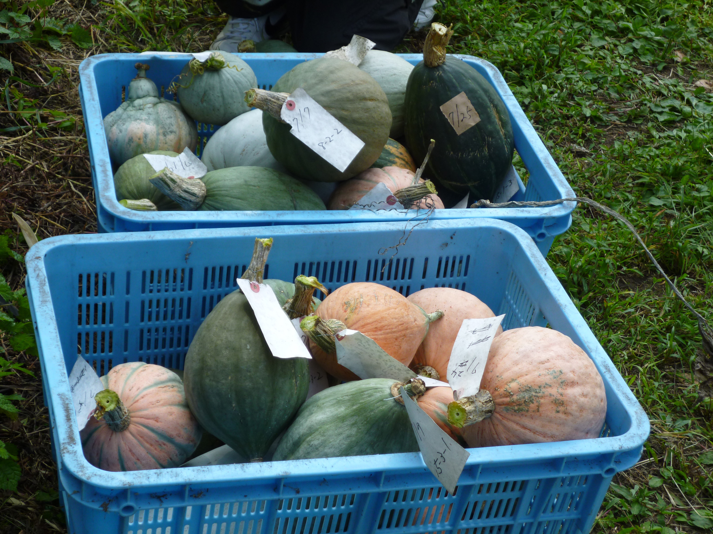 清内路かぼちゃ　信州伝統野菜